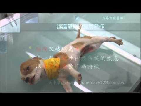 認識寵物癲癇的發作