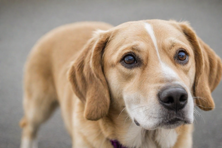 狗狗為什麼會癲癇?Why do dogs have epilepsy?