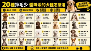沒有狗是零體味不掉毛的！低過敏20犬種挑選與照護全解析