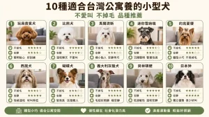 【小型犬懶人包】10種適合台灣公寓養的小型犬！不愛叫、不掉毛品種推薦