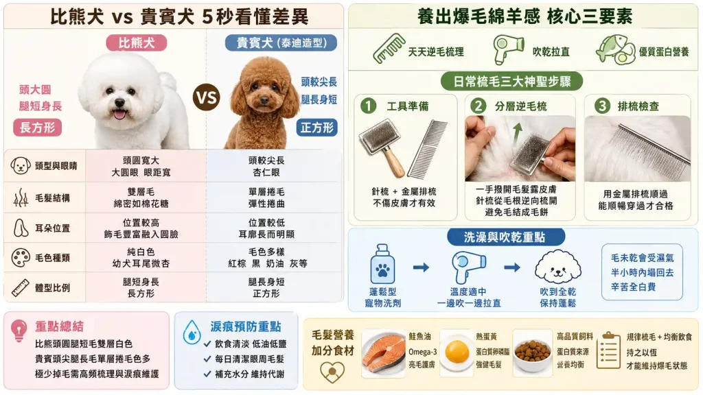 比熊犬跟貴賓犬怎麼分？爆毛造型、淚痕預防與照顧懶人包
