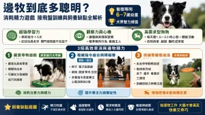 邊牧到底多聰明？消耗精力遊戲、接飛盤訓練與飼養缺點全解析