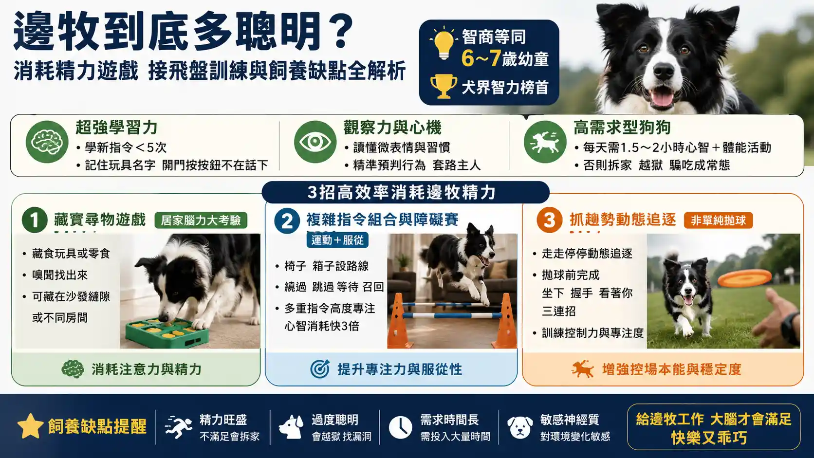邊牧到底多聰明？消耗精力遊戲、接飛盤訓練與飼養缺點全解析