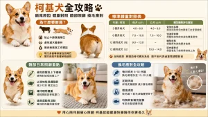 柯基犬為什麼要斷尾？標準體重對照表、髖部日常照顧與換毛應對全攻略