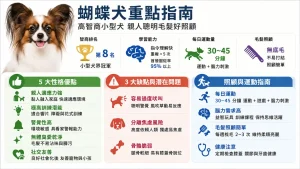 蝴蝶犬智商高嗎？完整性格優缺點、毛髮照顧與每日運動量評估指南