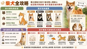 【柴犬全攻略】柴犬好養嗎？赤柴黑柴顏色差異、換毛爆毛與養柴犬後悔6大原因