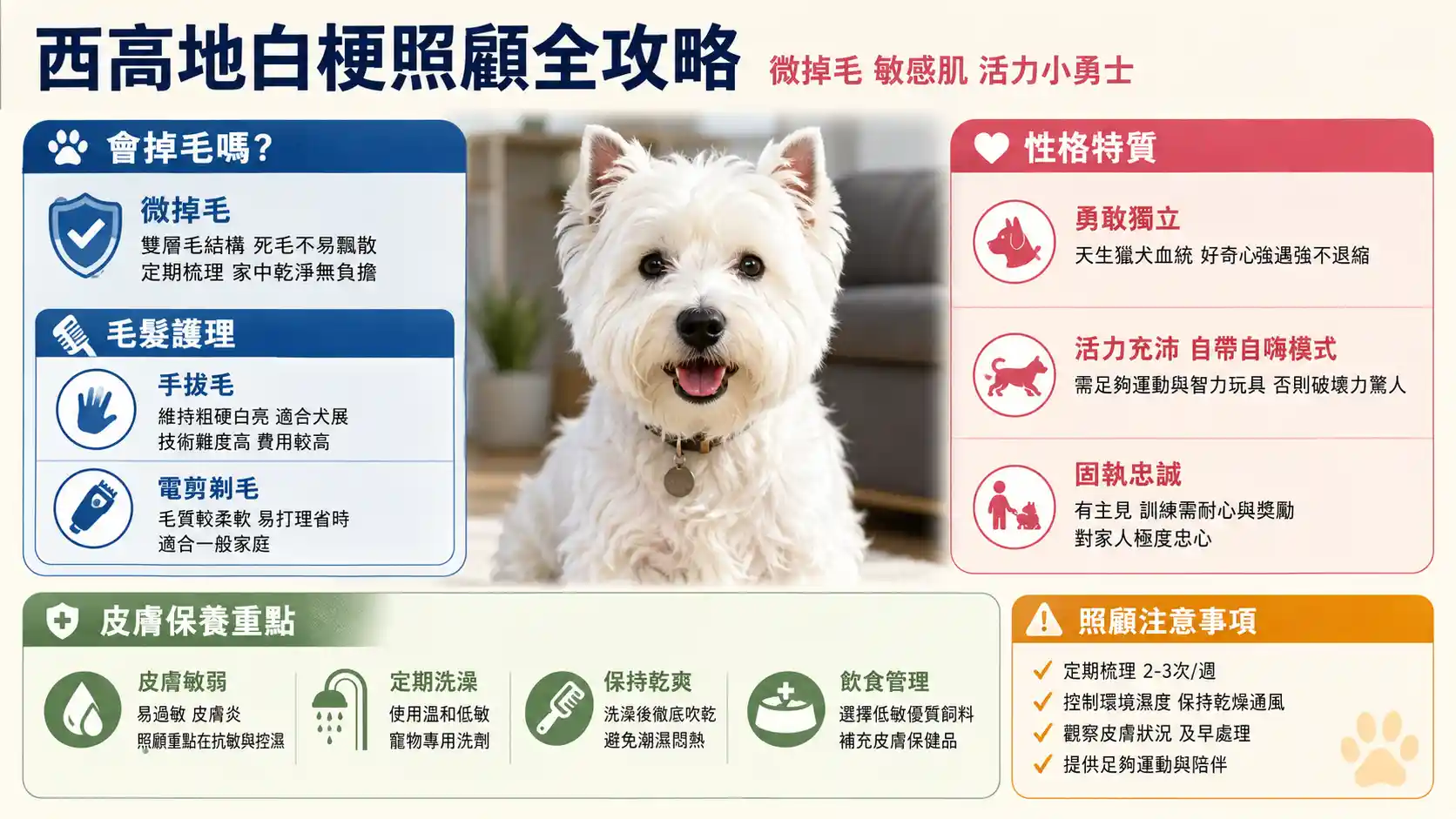 西高地白梗掉毛嗎？性格特質、皮膚保養與照顧注意事項全攻略