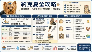 【約克夏全攻略】約克夏體重多少算標準？毛髮梳理、性格缺點與照顧重點